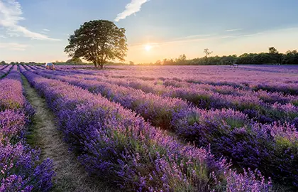Golden hour in a lavender field in Banstead, Surrey