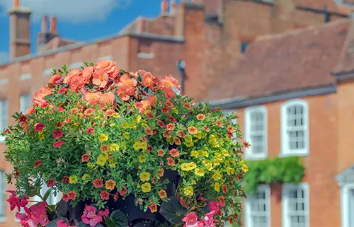 A hanging basket of flowers in Farnham, Surrey